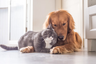 金犬灰猫温馨依偎