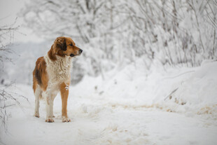 雪地中的牧羊犬