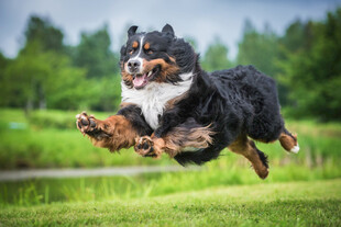 欢快跳跃的伯恩山犬