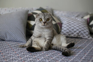 坐姿可爱的猫咪