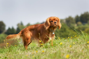 草地上的棕色长毛猎犬