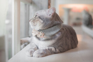 窗边猫咪惬意坐姿
