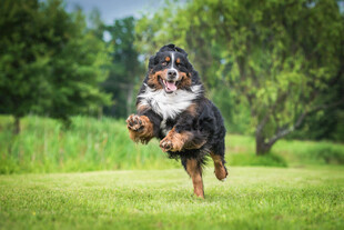 欢快奔跑的伯恩山犬