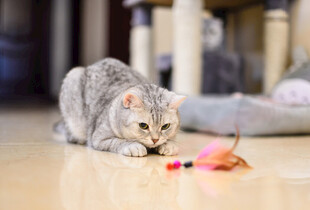 猫咪专注玩彩色玩具