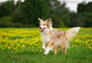 草地奔跑的三色牧羊犬