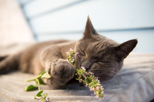 猫咪惬意啃食绿植