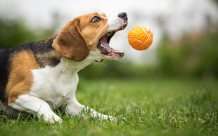 比格犬草地玩橙色球