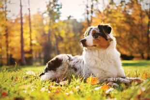 秋日草地的可爱双犬