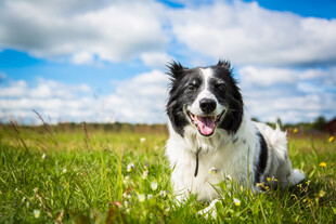 草地边的快乐边牧犬