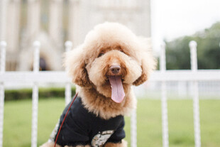 穿黑衣吐舌的可爱贵宾犬