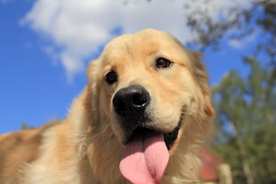 阳光下吐舌的可爱金毛犬