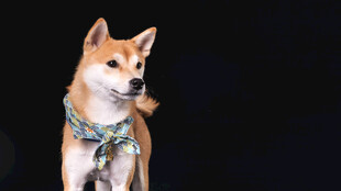 可爱柴犬佩戴特色围巾