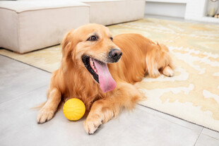 金毛犬惬意躺地玩球