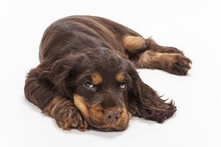 趴着的可爱棕黑相间小狗