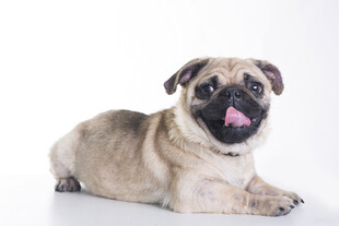 可爱巴哥犬吐舌卖萌