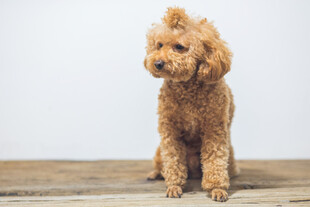 棕色泰迪犬乖巧坐于木面