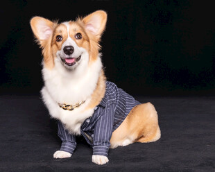 穿着毛衣的可爱柯基犬