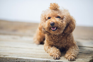 可爱棕色泰迪犬趴木板上