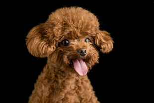 可爱棕色泰迪犬吐舌卖萌