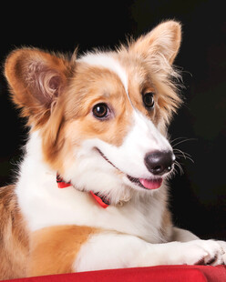 可爱柯基犬微笑特写