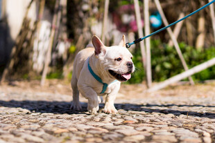 牵绳散步的可爱法斗犬