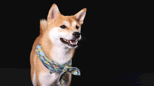 可爱柴犬佩戴多彩项圈