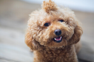 可爱棕色泰迪犬俏皮模样