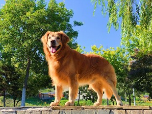 阳光下的金毛犬