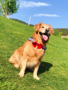 草地上的可爱金毛犬