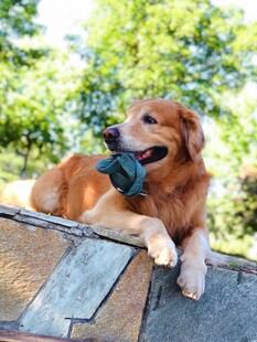 金毛犬叼玩具惬意休憩