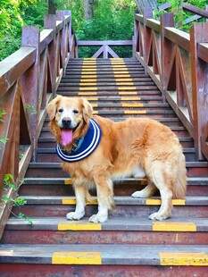 楼梯上的可爱金毛犬