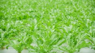 嫩绿水培蔬菜生机勃勃