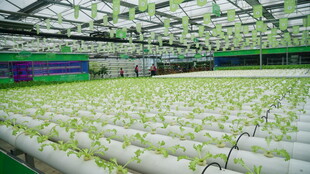 室内水培蔬菜种植场景