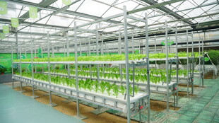 现代化温室蔬菜种植场景