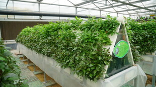 温室水培蔬菜种植场景