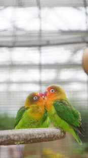 多彩鹦鹉栖息枝头