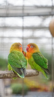 多彩鹦鹉亲昵依偎枝头