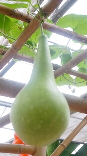 悬挂的鲜嫩大葫芦