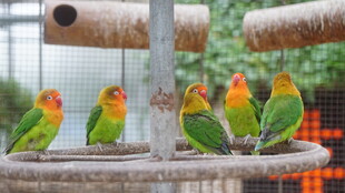 多彩鹦鹉栖息于木架上