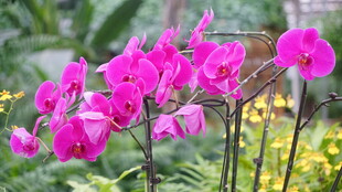 艳丽粉色蝴蝶兰绽放