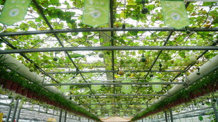 绿意盎然的温室顶棚