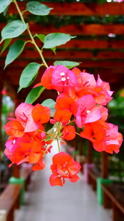 娇艳三角梅绽放于廊下