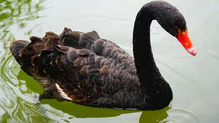 黑天鹅水中优雅游弋