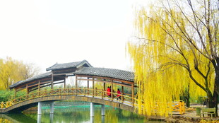 春日湖畔古桥垂柳美景