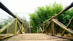 竹制小桥 绿意盎然的景致