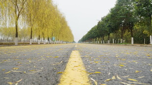 秋日林荫道 黄叶铺满地