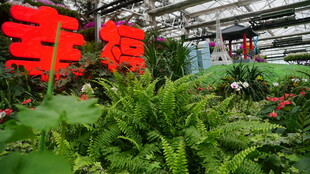 温室中鲜艳的红色装饰物