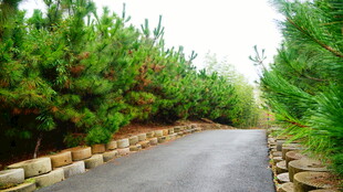 蜿蜒林间路绿意环绕