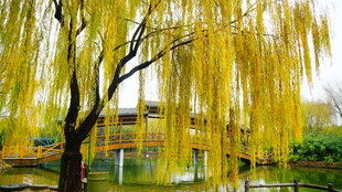 湖畔垂柳金黄美景