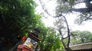 古亭隐于繁茂绿树间